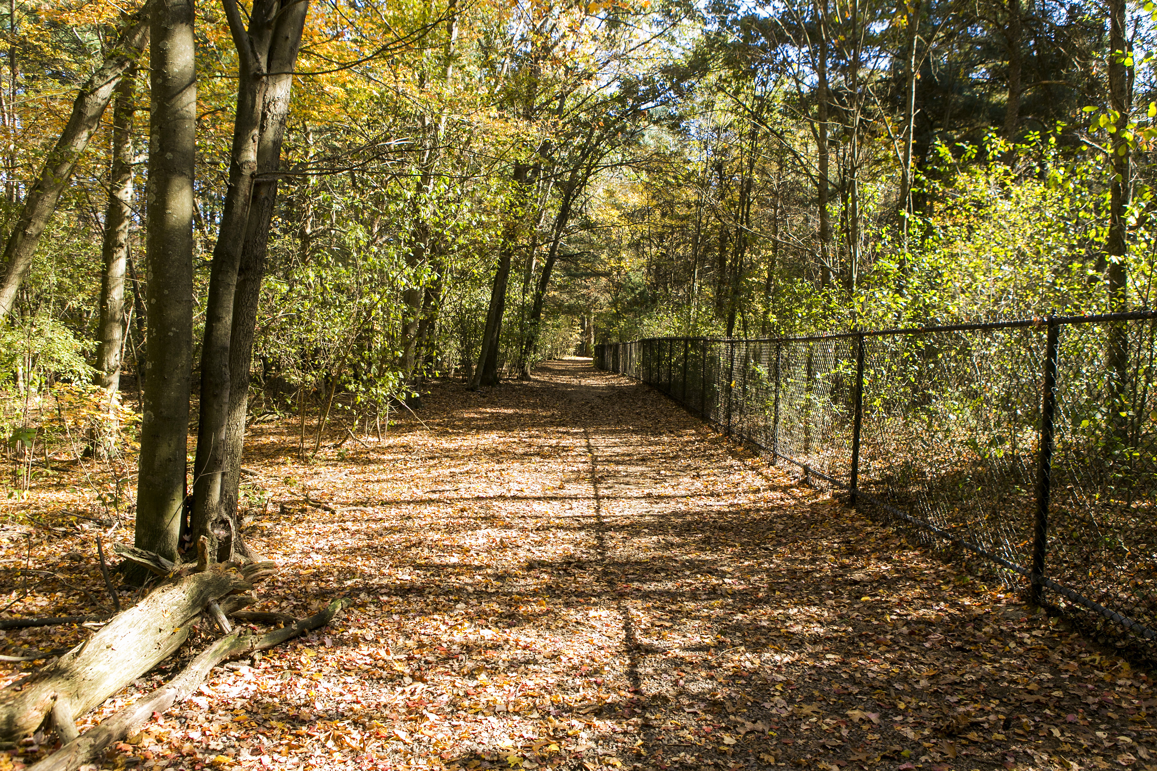 i18n: Wooded Path